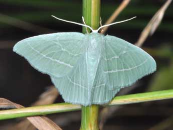 Hemistola chrysoprasaria Esp. adulte - Philippe Mothiron