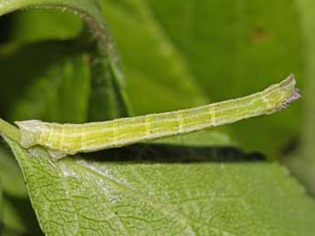  Chenille de Hemistola chrysoprasaria Esp. - ©Jean-Paul Coat