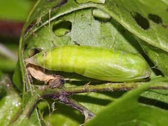  Chrysalide de Hemistola chrysoprasaria Esp. - ©Jean-Paul Coat