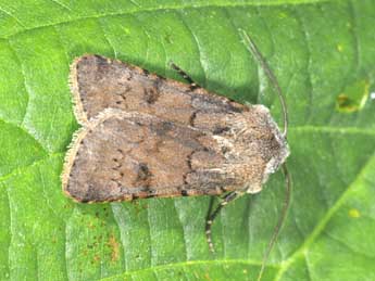 Agrotis cinerea D. & S. adulte - Philippe Mothiron