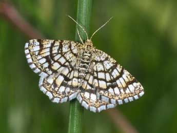 Chiasmia clathrata L. adulte - Philippe Mothiron