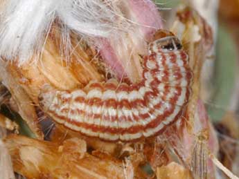  Chenille de Eublemma cochylioides Gn. - ©Wolfgang Wagner, www.pyrgus.de