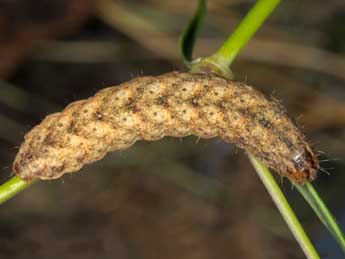  Chenille de Hadena confusa Hfn. - ©Wolfgang Wagner, www.pyrgus.de