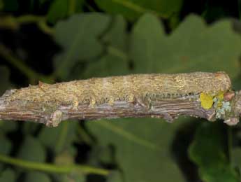  Chenille de Catocala coniuncta Esp. - Wolfgang Wagner, www.pyrgus.de