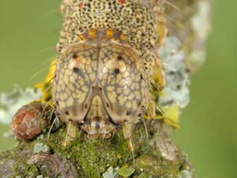  Chenille de Catocala coniuncta Esp. - ©Wolfgang Wagner, www.pyrgus.de