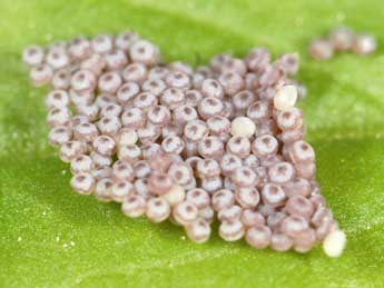  Oeuf de Egira conspicillaris L. - ©Samuel Ducept