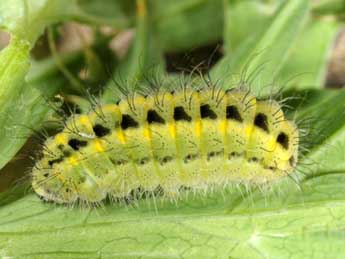  Chenille de Zygaena contaminei Bsdv. - Wolfgang Wagner, www.pyrgus.de