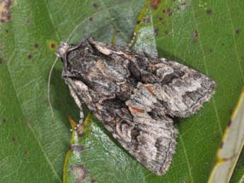 Dichonia convergens D. & S. adulte - Philippe Mothiron