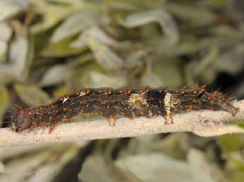  Chenille de Catocala conversa Esp. - ©Wolfgang Wagner, www.pyrgus.de