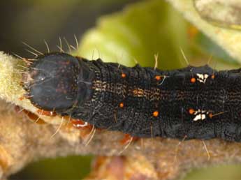  Chenille de Catocala conversa Esp. - ©Wolfgang Wagner, www.pyrgus.de