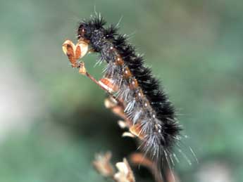  Chenille de Ocnogyna corsica Rbr - ©Antoine Lvque