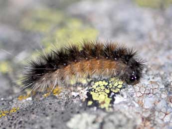  Chenille de Ocnogyna corsica Rbr - ©Antoine Lvque