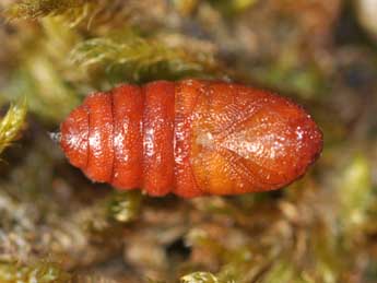  Chrysalide de Ocnogyna corsica Rbr - ©Antoine Lvque