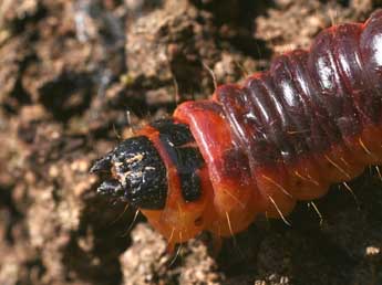  Chenille de Cossus cossus L. - ©Alex Corge