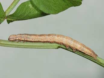  Chenille de Lygephila craccae D. & S. - ©Samuel Ducept