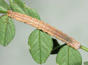  Chenille de Lygephila craccae D. & S. - ©Samuel Ducept