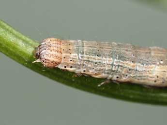  Chenille de Lygephila craccae D. & S. - ©Samuel Ducept