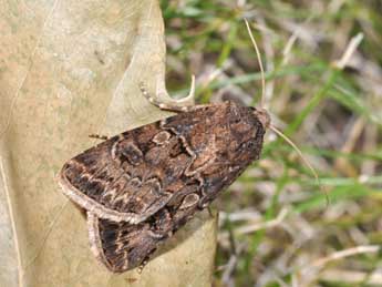 Agrotis bigramma Esp. adulte - ©Philippe Mothiron