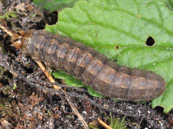  Chenille de Agrotis bigramma Esp. - ©Philippe Mothiron