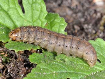  Chenille de Agrotis bigramma Esp. - Philippe Mothiron