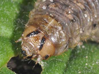  Chenille de Agrotis bigramma Esp. - ©Philippe Mothiron