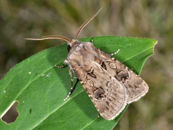 Agrotis bigramma Esp. adulte - Philippe Mothiron