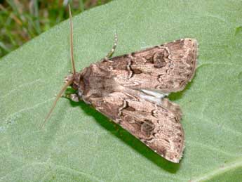 Agrotis bigramma Esp. adulte - Philippe Mothiron