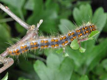  Chenille de Trichiura crataegi L. - ©Philippe Mothiron