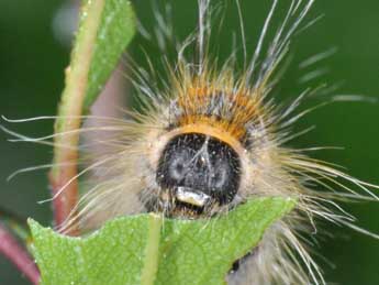  Chenille de Trichiura crataegi L. - ©Philippe Mothiron