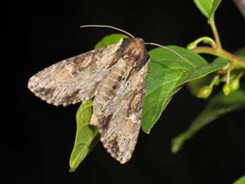 Apamea crenata Hfn. adulte - Philippe Mothiron