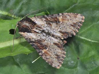 Apamea crenata Hfn. adulte - Philippe Mothiron