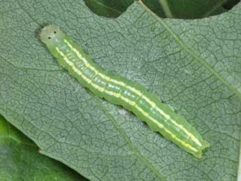  Chenille de Gluphisia crenata Esp. - Philippe Mothiron