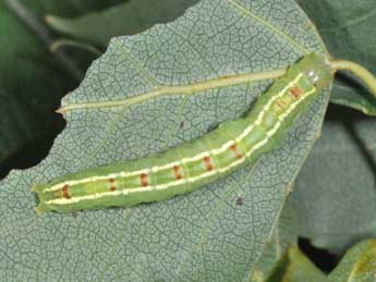  Chenille de Gluphisia crenata Esp. - ©Philippe Mothiron