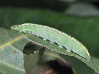  Chenille de Gluphisia crenata Esp. - Philippe Mothiron