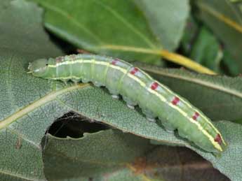  Chenille de Gluphisia crenata Esp. - Philippe Mothiron