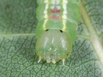  Chenille de Gluphisia crenata Esp. - ©Philippe Mothiron