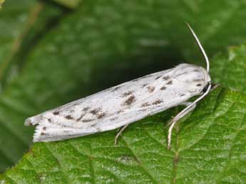 Coscinia cribraria L. adulte - Philippe Mothiron