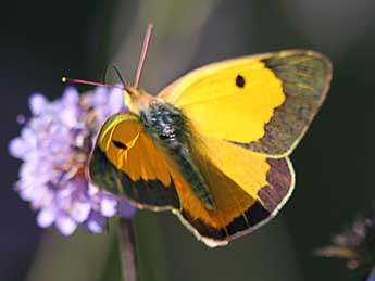 Colias crocea Frc. adulte - ©Philip Clarke