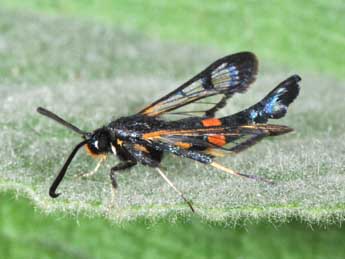 Synanthedon culiciformis L. adulte - Philippe Mothiron