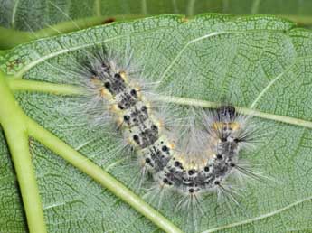  Chenille de Hyphantria cunea Drury - ©Philippe Mothiron