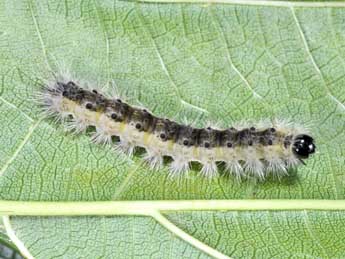  Chenille de Hyphantria cunea Drury - ©Philippe Mothiron