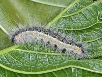  Chenille de Hyphantria cunea Drury - Philippe Mothiron