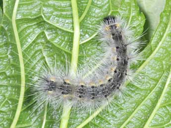  Chenille de Hyphantria cunea Drury - ©Philippe Mothiron