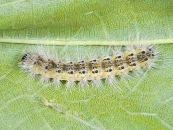  Chenille de Hyphantria cunea Drury - ©Philippe Mothiron