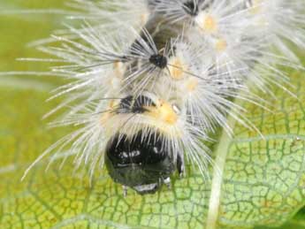  Chenille de Hyphantria cunea Drury - ©Philippe Mothiron