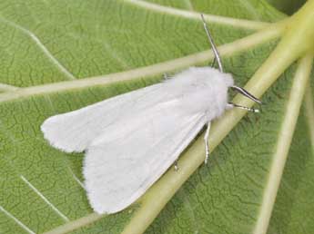 Hyphantria cunea Drury adulte - ©Philippe Mothiron