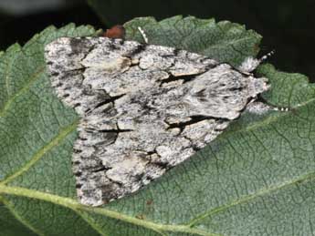 Acronicta cuspis Hb. adulte - ©Philippe Mothiron