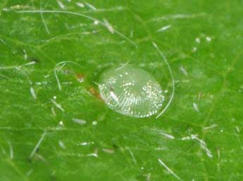  Oeuf de Acronicta cuspis Hb. - Philippe Mothiron