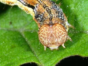  Chenille de Erannis defoliaria Cl. - Philippe Mothiron