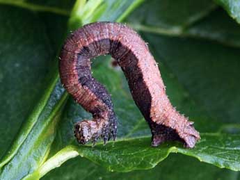  Chenille de Idaea degeneraria Hb. - Daniel Morel